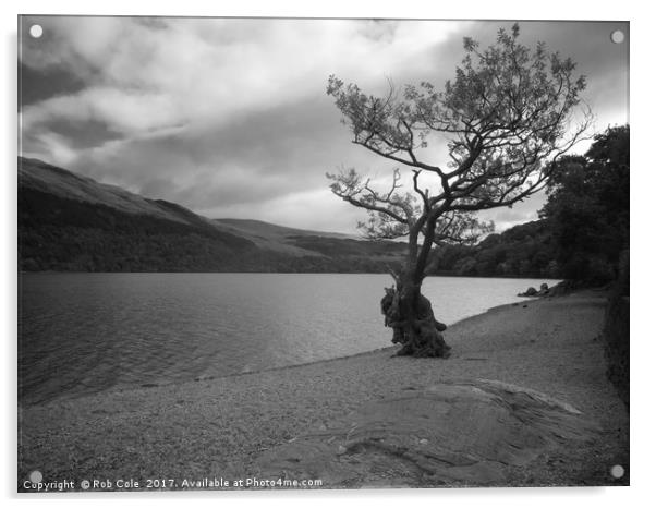 Gnarly Old Tree, Loch Lomond, Scotland Acrylic by Rob Cole