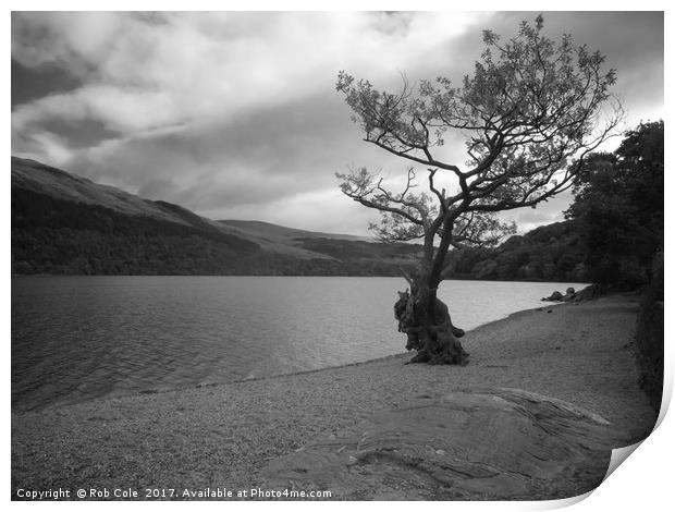 Gnarly Old Tree, Loch Lomond, Scotland Print by Rob Cole