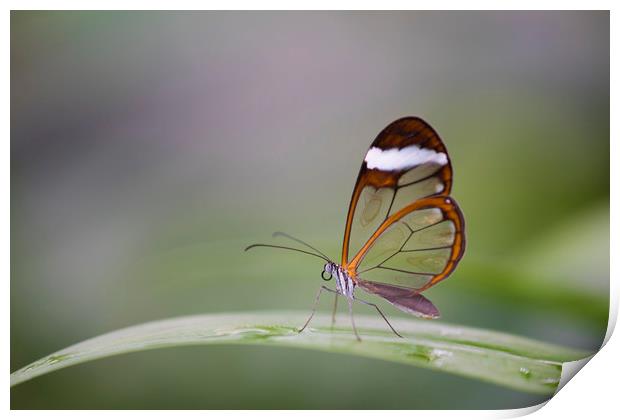Glasswing butterfly - Greta oto. Print by Bryn Morgan