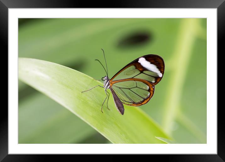 Glasswing butterfly - Greta oto. Framed Mounted Print by Bryn Morgan