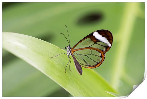 Glasswing butterfly - Greta oto. Print by Bryn Morgan