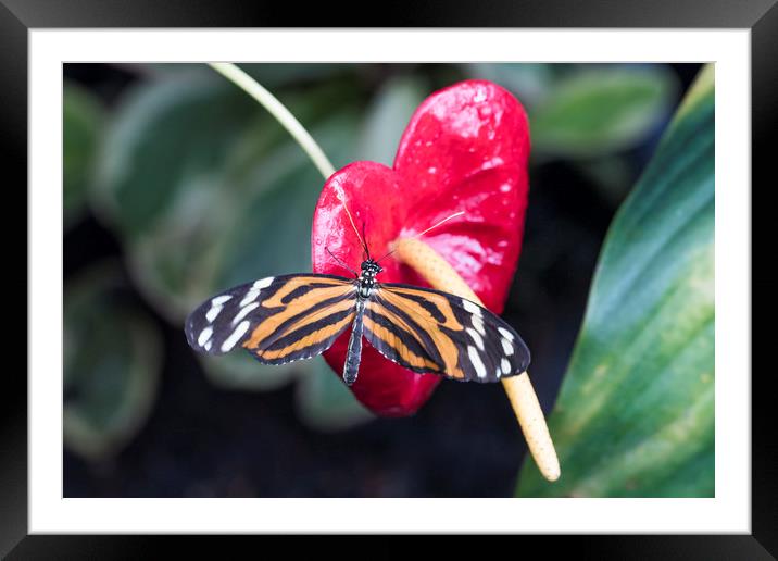 Orange black and white butterfly on a flower. Framed Mounted Print by Bryn Morgan
