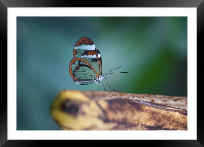 Glasswing butterfly - Greta oto. Framed Mounted Print by Bryn Morgan