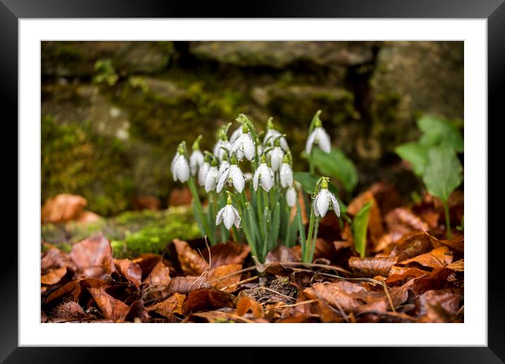 Snowdrops by stone wall. Framed Mounted Print by Bryn Morgan