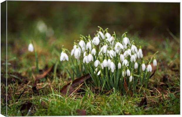 Snowdrops (Galanthus) amongst the grass. Canvas Print by Bryn Morgan