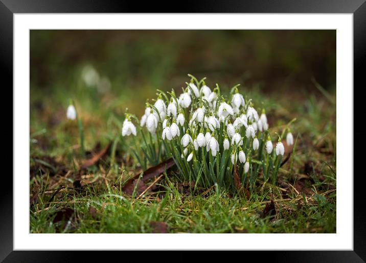 Snowdrops (Galanthus) amongst the grass. Framed Mounted Print by Bryn Morgan