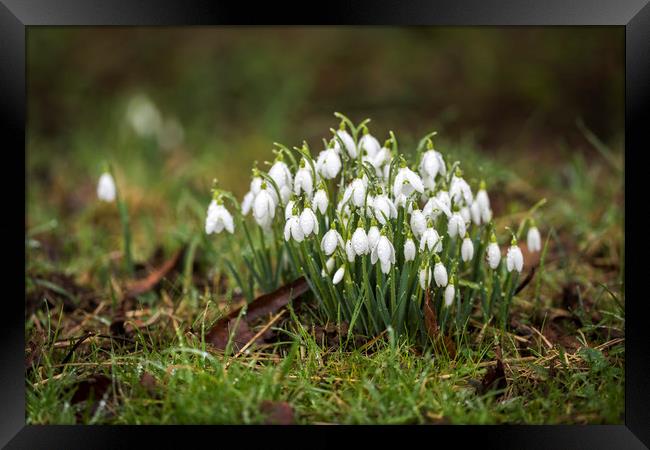 Snowdrops (Galanthus) amongst the grass. Framed Print by Bryn Morgan