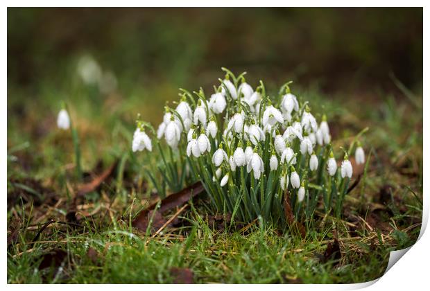 Snowdrops (Galanthus) amongst the grass. Print by Bryn Morgan