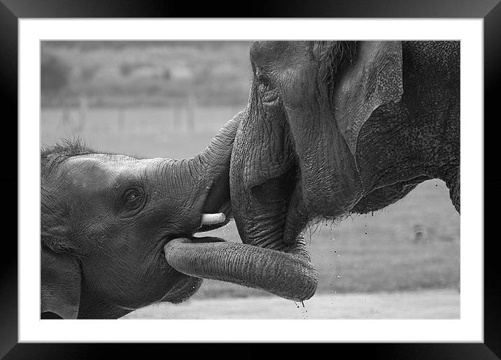 Elephants Bonding Framed Mounted Print by Chris Thaxter