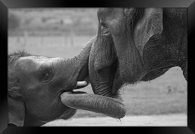 Elephants Bonding Framed Print by Chris Thaxter