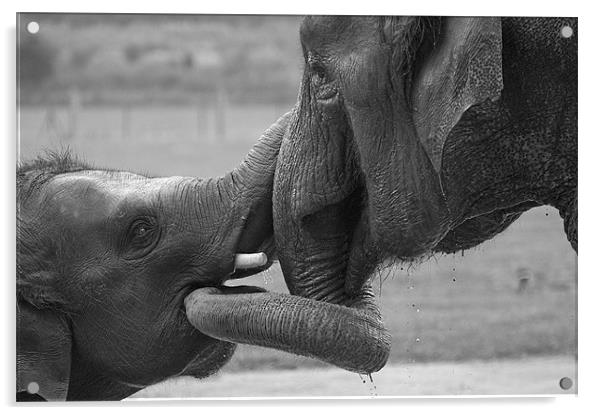 Elephants Bonding Acrylic by Chris Thaxter