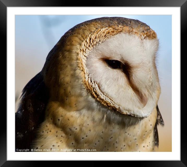 I am Beautiful aren't I (Female Barn Owl) Framed Mounted Print by James Allen