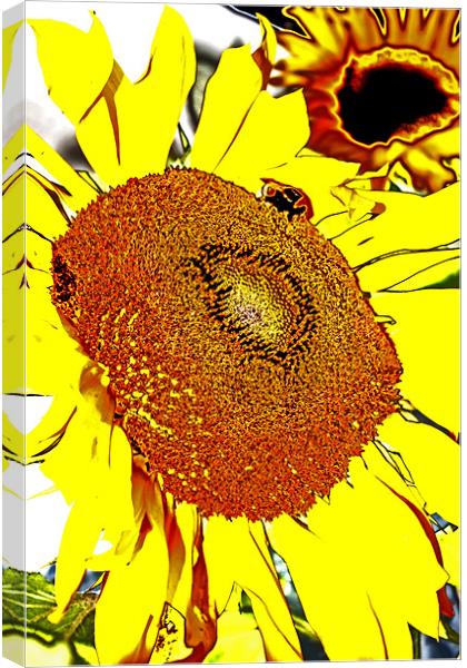 Sunflower Canvas Print by Ian Jeffrey