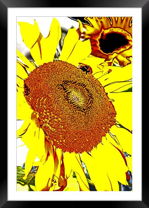 Sunflower Framed Mounted Print by Ian Jeffrey