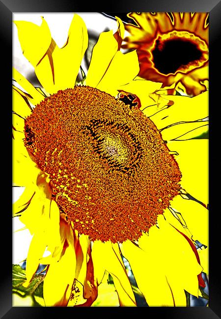 Sunflower Framed Print by Ian Jeffrey