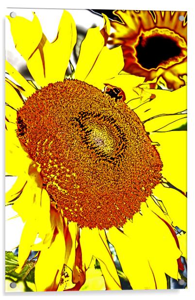 Sunflower Acrylic by Ian Jeffrey