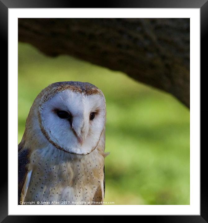 Cosy spot (Barn Owl) Framed Mounted Print by James Allen