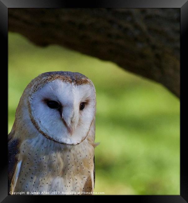 Cosy spot (Barn Owl) Framed Print by James Allen