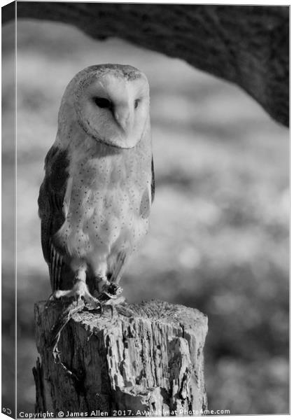 Standing Proud!!  (Barn Owl Black & White) Canvas Print by James Allen