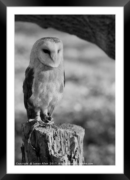 Standing Proud!!  (Barn Owl Black & White) Framed Mounted Print by James Allen