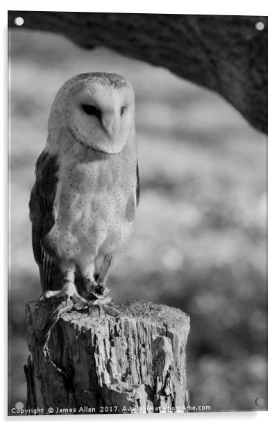 Standing Proud!!  (Barn Owl Black & White) Acrylic by James Allen