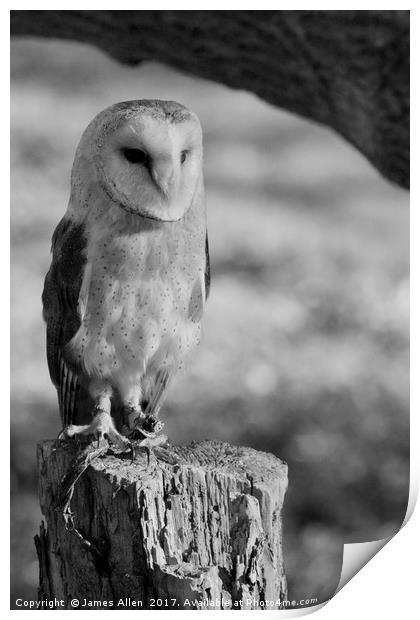 Standing Proud!!  (Barn Owl Black & White) Print by James Allen