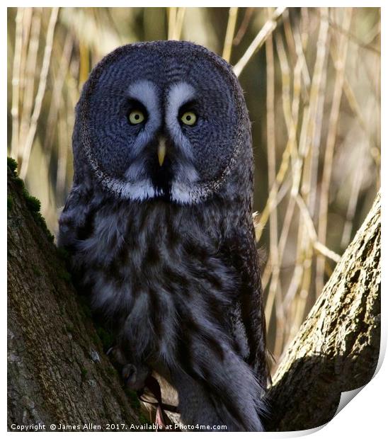 Oh Ello Ello Ello!! (Great Grey Owl) Print by James Allen