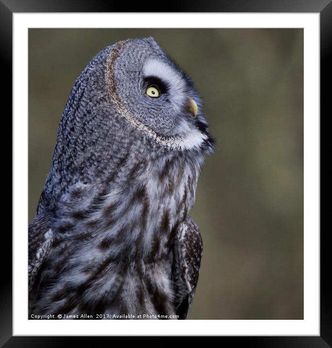 What's going on up there!! Great grey owl (Strix n Framed Mounted Print by James Allen
