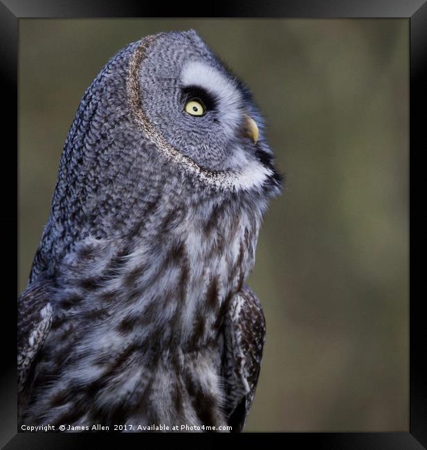 What's going on up there!! Great grey owl (Strix n Framed Print by James Allen