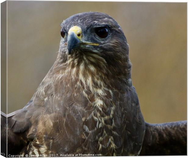 Up Close and Personal (Buzzard) Canvas Print by James Allen