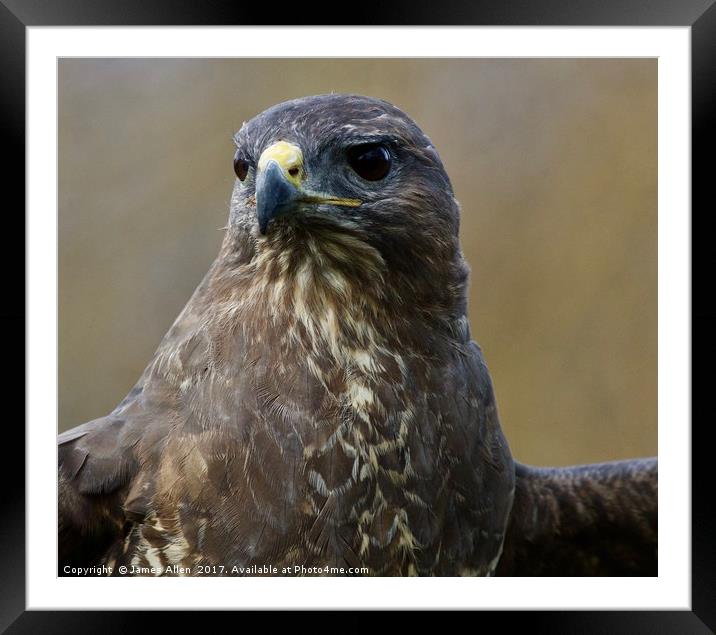 Up Close and Personal (Buzzard) Framed Mounted Print by James Allen