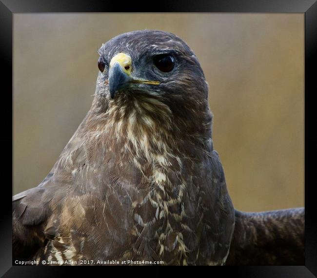 Up Close and Personal (Buzzard) Framed Print by James Allen