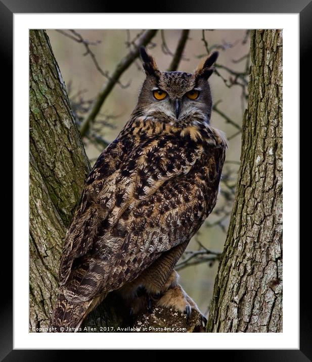 European Owl  Framed Mounted Print by James Allen