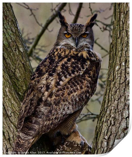 European Owl  Print by James Allen