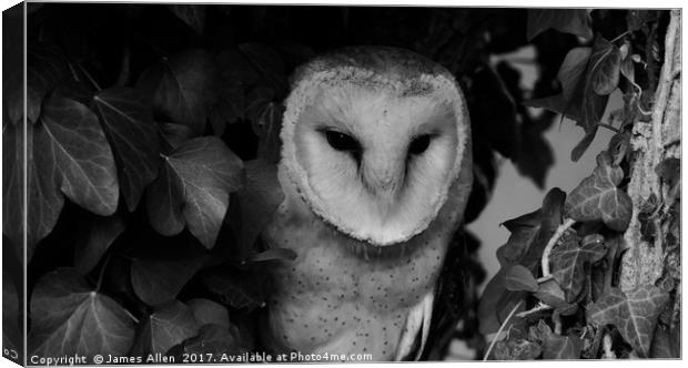Owls Den! (Barn Owl black & White) Canvas Print by James Allen
