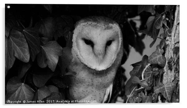 Owls Den! (Barn Owl black & White) Acrylic by James Allen
