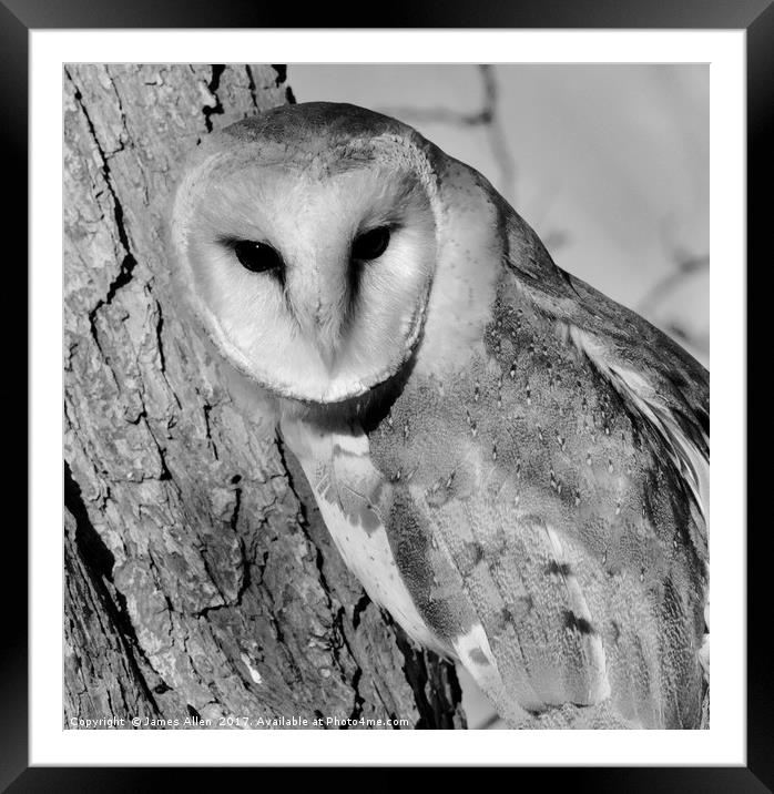 Barn Owl (Black & White Pose) Framed Mounted Print by James Allen