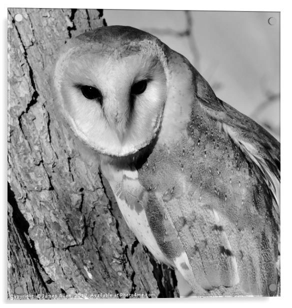 Barn Owl (Black & White Pose) Acrylic by James Allen