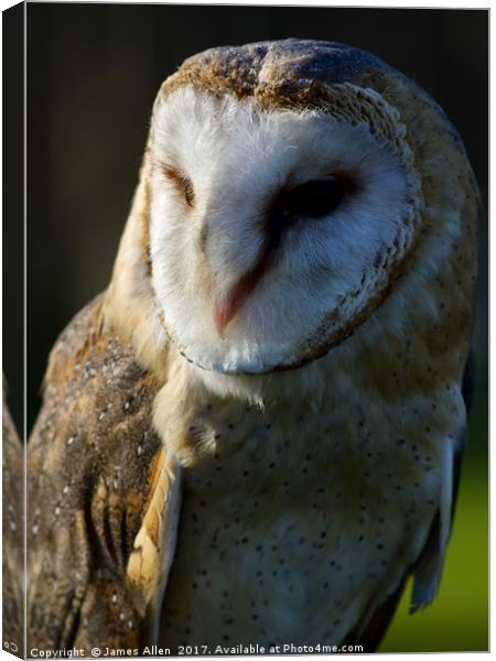 The Happy contented Barn Owl Canvas Print by James Allen
