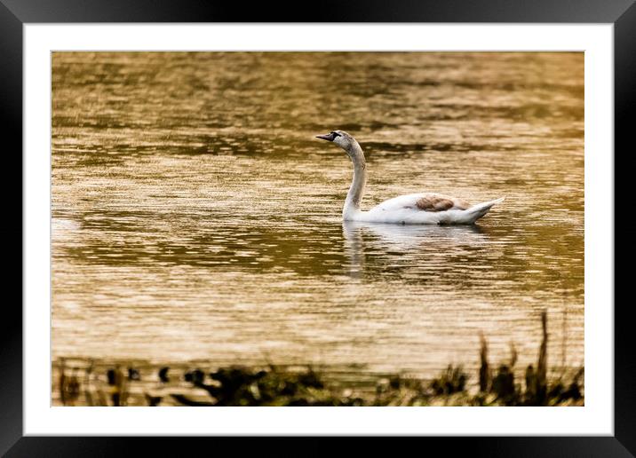 Swan Lake Framed Mounted Print by David Martin