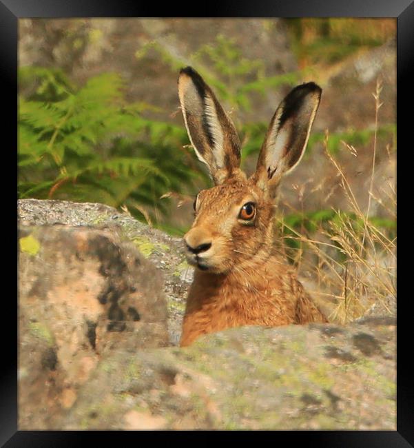 Watching me, Watching you.......Brown Hare Framed Print by Linda Lyon