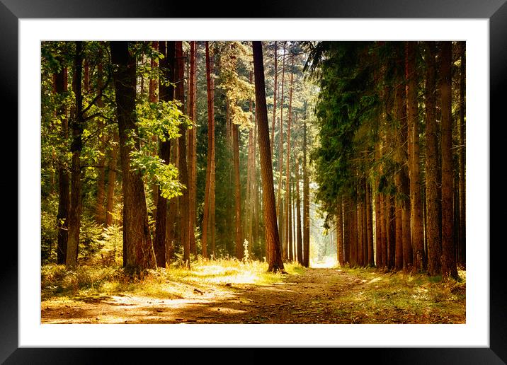 Sunny day in autumn forest. Framed Mounted Print by Sergey Fedoskin