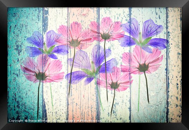 Floral Grunge Panel Framed Print by Steve Whitham