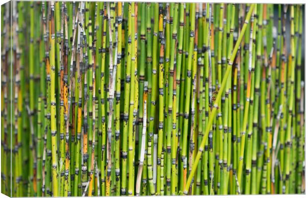 Water horsetails. Canvas Print by Bryn Morgan