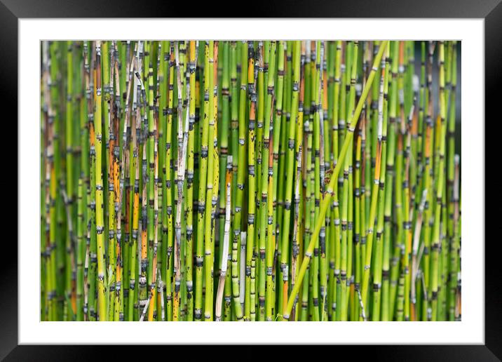 Water horsetails. Framed Mounted Print by Bryn Morgan