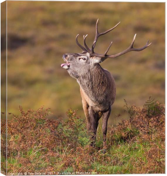 Rutting Red Deer Stag II Canvas Print by Tom Dolezal