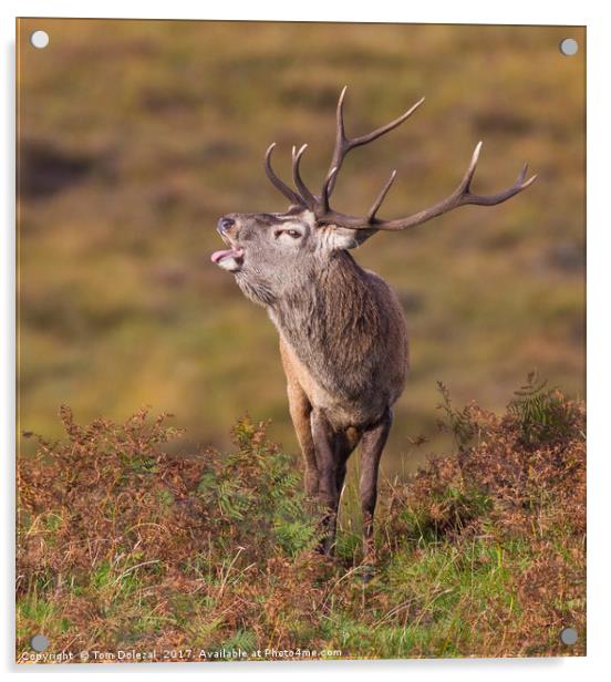 Rutting Red Deer Stag II Acrylic by Tom Dolezal