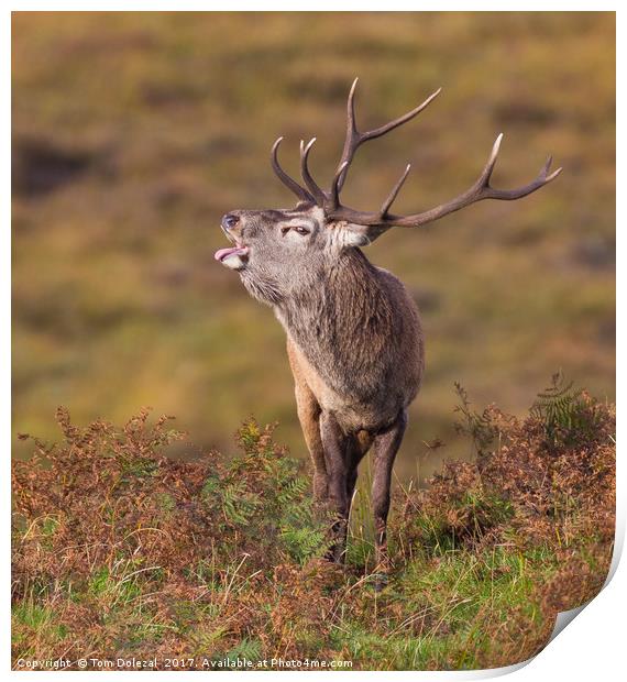 Rutting Red Deer Stag II Print by Tom Dolezal