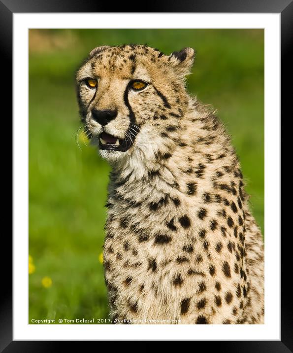 Cheetah portrait II Framed Mounted Print by Tom Dolezal
