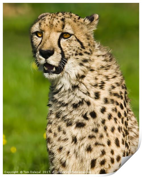 Cheetah portrait II Print by Tom Dolezal